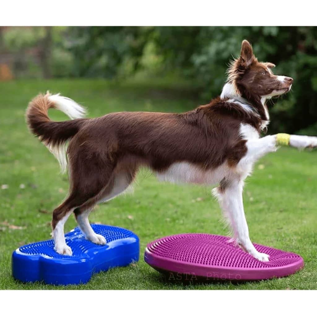 FitPAWS Pasja podloga za ravnotežje K9FIT bone PVC modra FPK9BONEBL